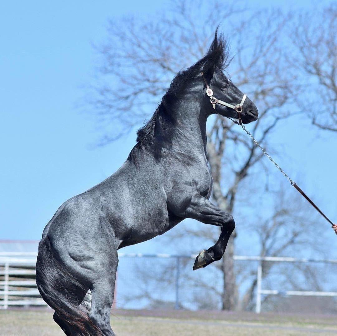 Aurelia, Reining horse